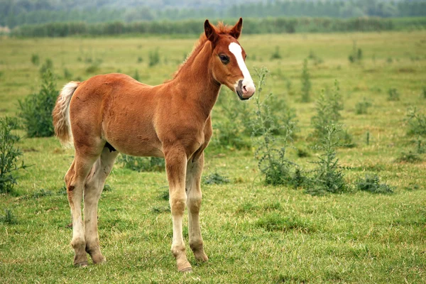 Hříbě hnědé koně na pastvině — Stock fotografie