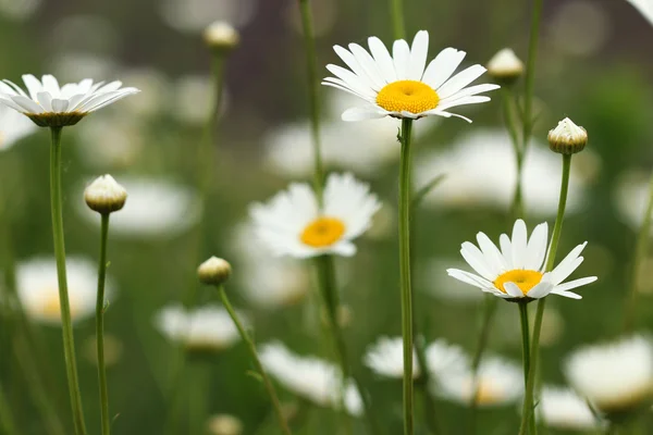 White daisy wild flowers meadow closeup — Stock Photo, Image