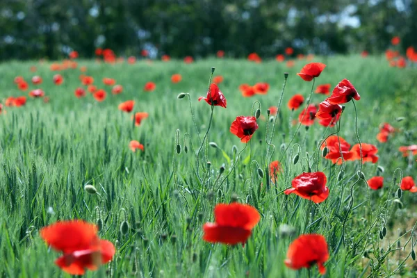 Poppy bloem op groene veld zomerseizoen — Stockfoto