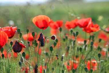 haşhaş alan doğa arka plan çiçek