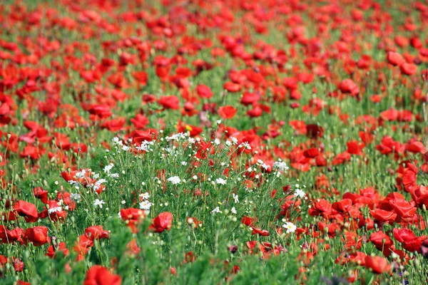 Wilde Blumen Wiese Natur Hintergrund — Stockfoto