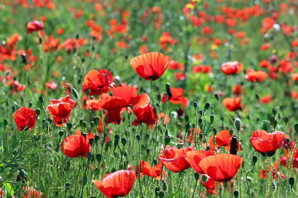 Poppy  flowers field nature background — Stock Photo, Image