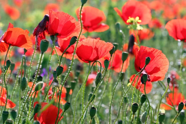Red poppy flowers summer season — Stock Photo, Image