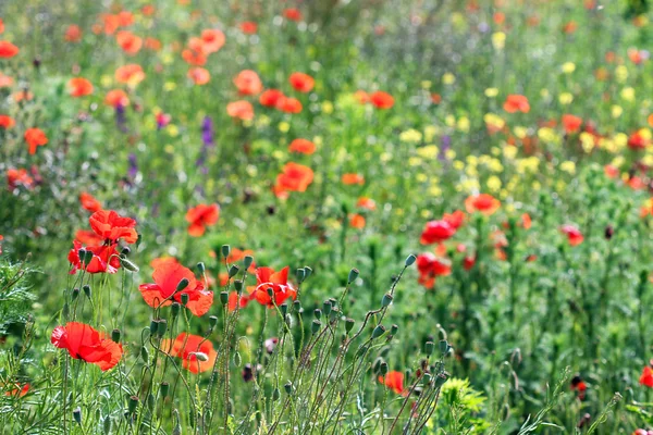 Poppy bloemen weide zomerseizoen — Stockfoto