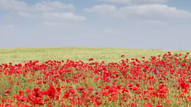 Viento soplando a través del campo de flores de amapola — Vídeo de stock