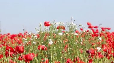 kır çiçekleri çayır yaz sezonu