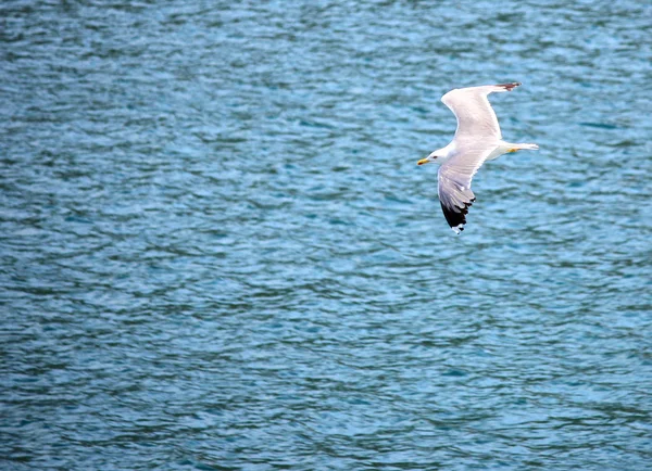 Gaivota voando sobre o mar — Fotografia de Stock