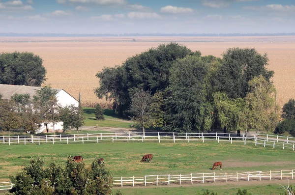 Corral çiftlik kırsal manzara üzerinde atlar — Stok fotoğraf