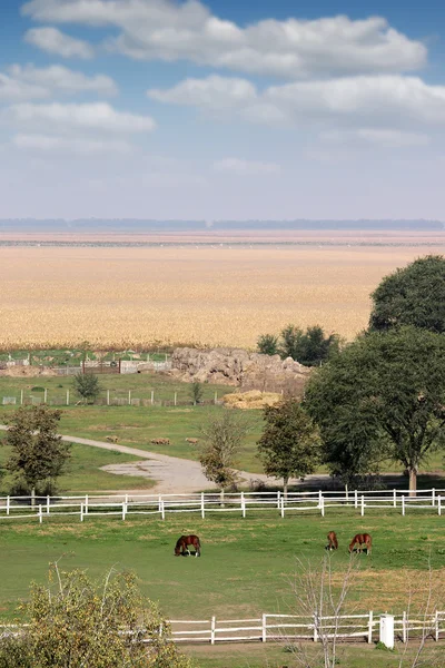 Horses on farm rural landscape — Stock Photo, Image