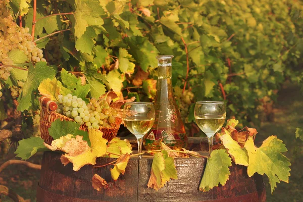 Vinho branco e vinha estação de outono — Fotografia de Stock