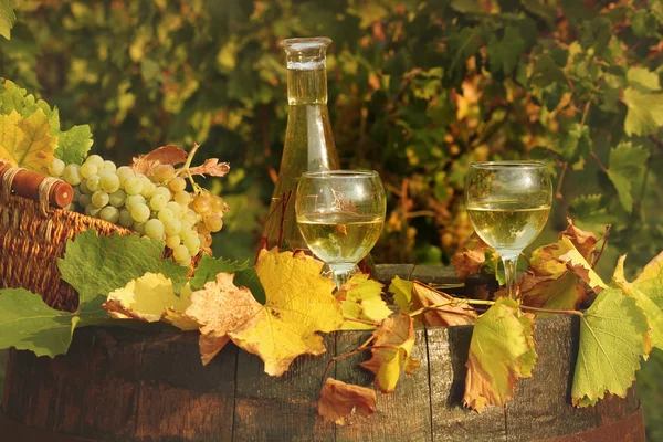 白ワインとブドウのブドウ畑 — ストック写真