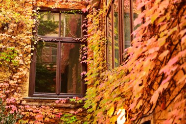 Kırmızı sarmaşıklarla kaplı ev duvarı, sonbahar sezonu, Viyana, Avusturya