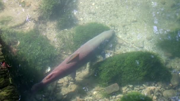 Mladica Hucho hucho peixe do rio Drina Sérvia — Vídeo de Stock