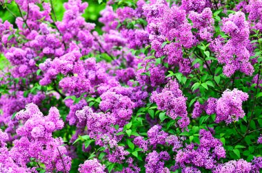 İlkbaharda mor leylak çiçekleri, Viyana 'da Volksgarten halk parkı, doğa geçmişi.