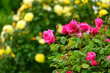 Viyana 'da Volksgarten gül bahçesi, ilkbahar doğa arka planı, Avusturya