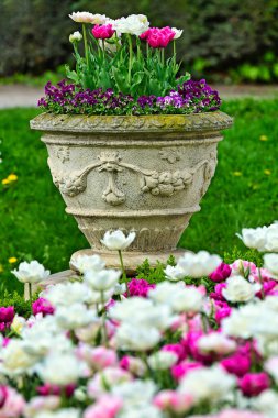Taş vazoda lale çiçekleri, Volksgarten halk parkı bahar sezonu, Viyana, Avusturya