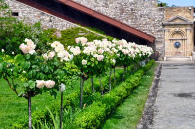 Gül bahçesi, Budapeşte 'deki Castle Hill' deki Varkert Çarşısı.