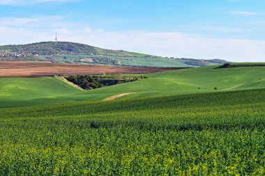 Pürüzlü ve yeşil buğday tarlaları, Moravya yuvarlanan tepeler, baharda manzara, Çeçen Cumhuriyeti