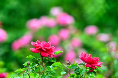 Yapraklarında yağmur damlaları olan kırmızı güller, Viyana 'da Volksgarten, Avusturya