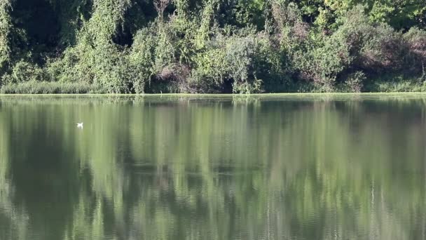 Gull on green river nature — Stock Video