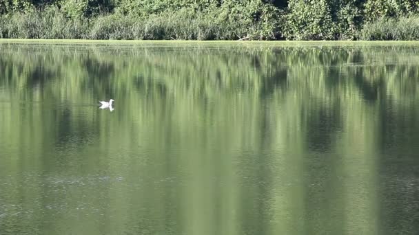 Gull swimming on green river — Stock Video