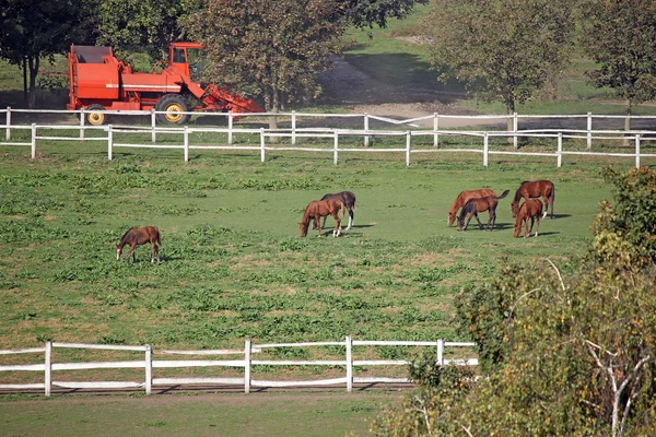 Pferdeherde in der Landwirtschaft — Stockfoto