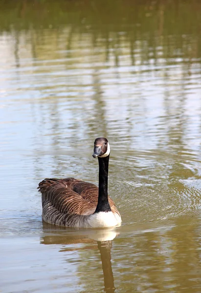 Canadese gans zwemmen natuur wildlife — Stockfoto