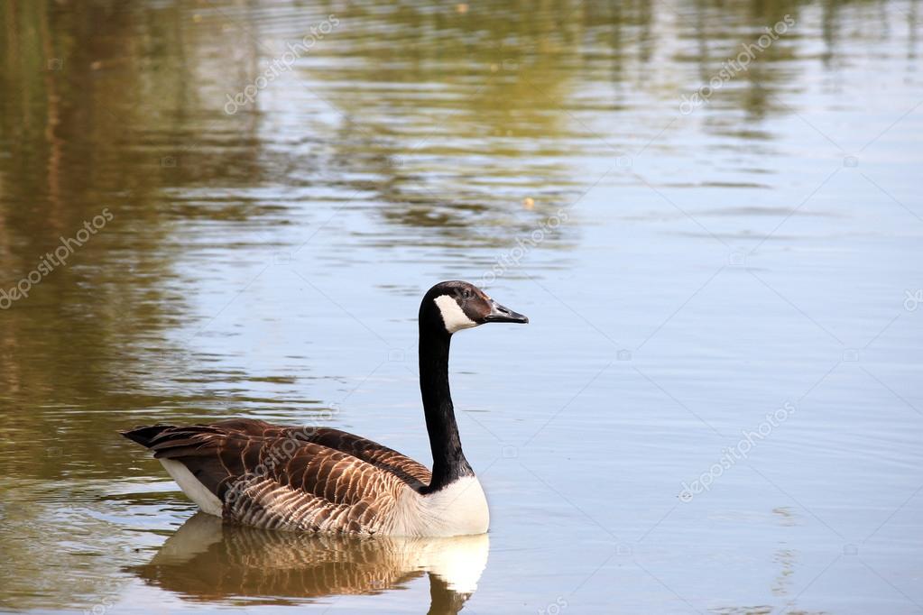 canada goose natur canada goose natur