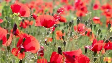 Kırmızı haşhaş çiçekleri doğa arka plan