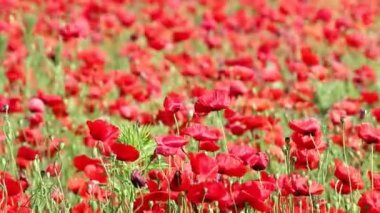 haşhaş kırmızı çiçekler bahar mevsimi