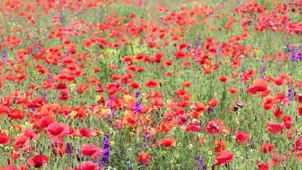 Wilde bloemen weide lente seizoen — Stockvideo