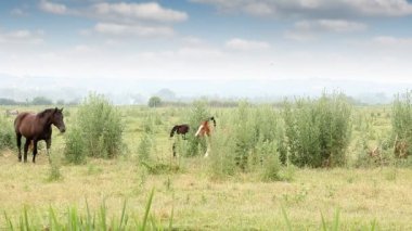 çalışan ve sahada oynayan foals