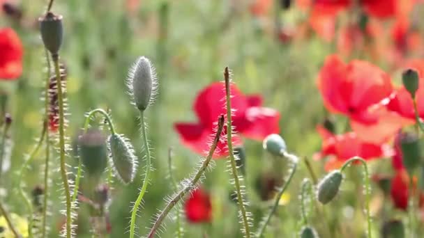 Παπαρούνας λουλούδια φύση φόντο — Αρχείο Βίντεο