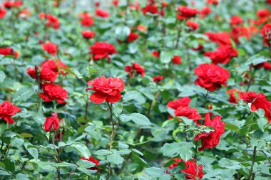 Kırmızı güller çiçek bahçesi bahar mevsimi