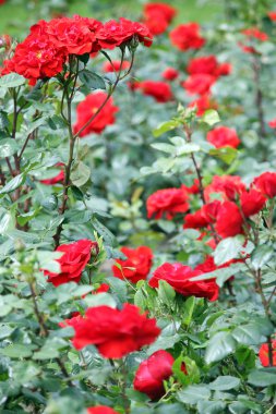 Kırmızı güller çiçek bahar mevsimi