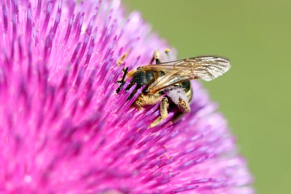 Bee verzamelt nectar lente seizoen — Stockfoto