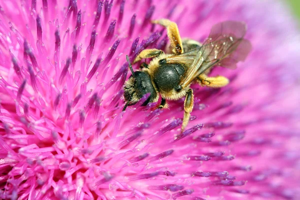 Pszczoła na kwiat wiosna — Zdjęcie stockowe
