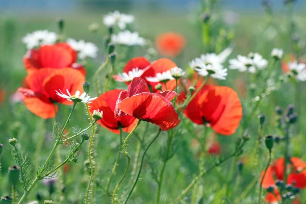 Red Poppies Flower Spring Season — Stock Photo, Image