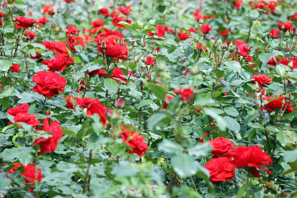 Rosas Rojas Flor Jardín Naturaleza —  Fotos de Stock