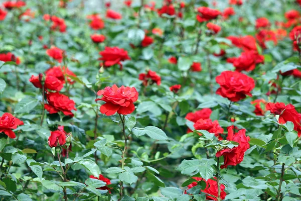 Rosas Rojas Flor Jardín Primavera Temporada —  Fotos de Stock