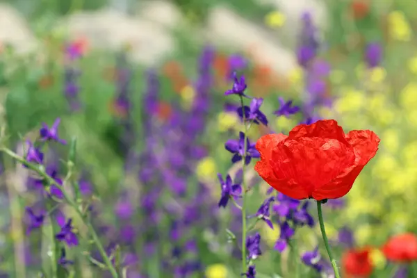 Wilde Bloemen Weide Lente Seizoen — Stockfoto