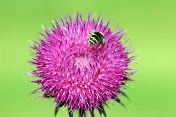 Pszczoła zbiera nektar na fioletowy kwiat wiosenny — Zdjęcie stockowe