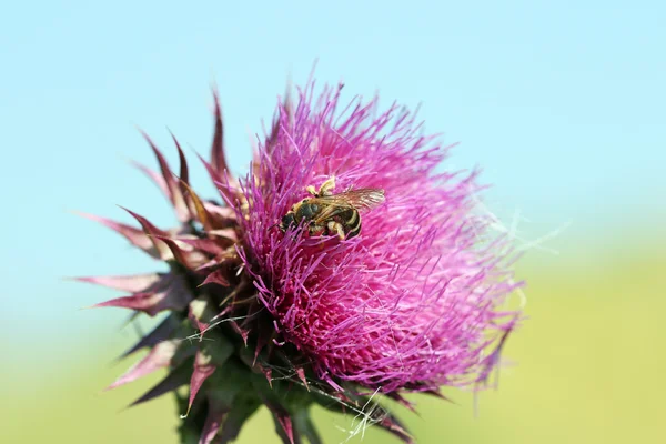 Biene Auf Lila Blume Natur Frühling — Stockfoto