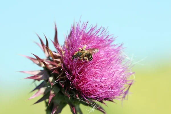 Abeille Sur Fleur Violette Nature Printemps — Photo