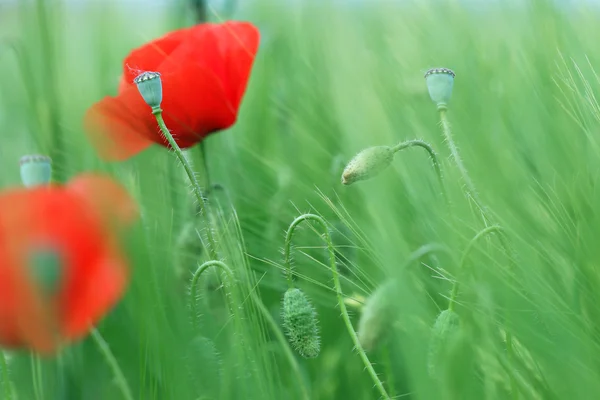 Vallmo blomma grönt fält vårsäsongen — Stockfoto