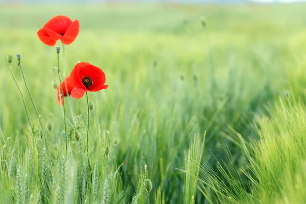 Vallmo blommor i grönt fält — Stockfoto