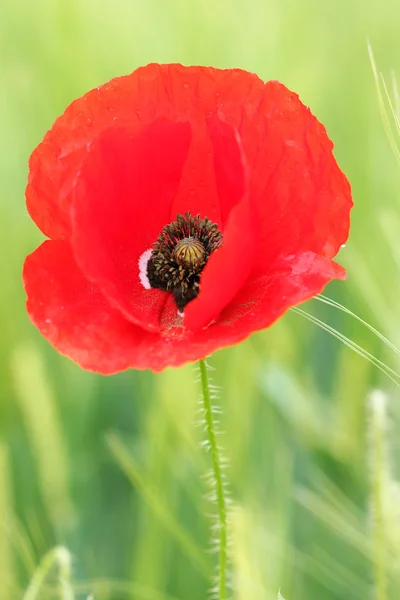 Poppy flower close up spring season — Stock Photo, Image