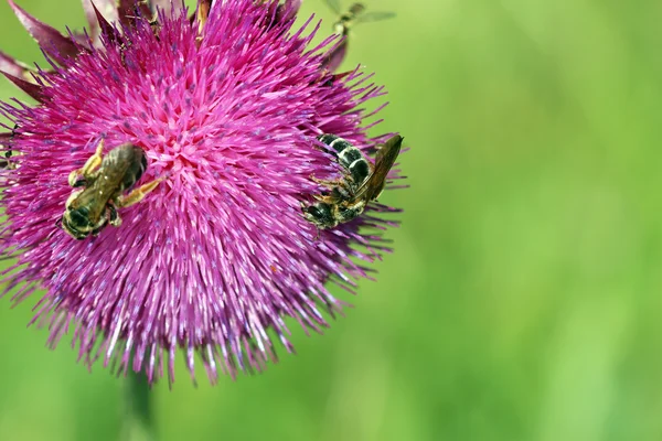 Api su fiore viola stagione primaverile — Foto Stock