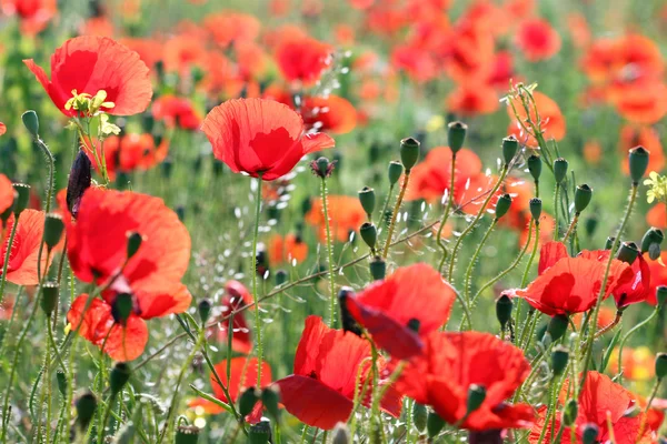 Vallmo Blomma Fältet Natur Bakgrund Våren — Stockfoto