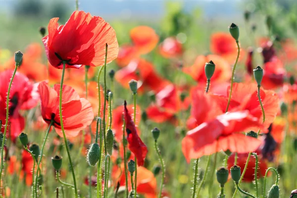 Röd Vallmo Blomma Äng Vårsäsongen — Stockfoto